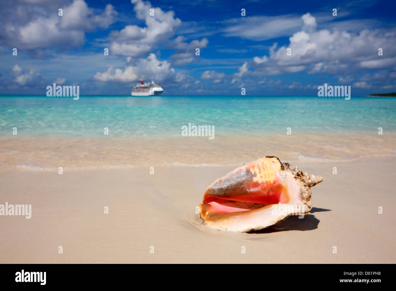 Plage de sable avec la reine des Caraïbes conque devant et cruise line navire sur l'horizon. Banque D'Images