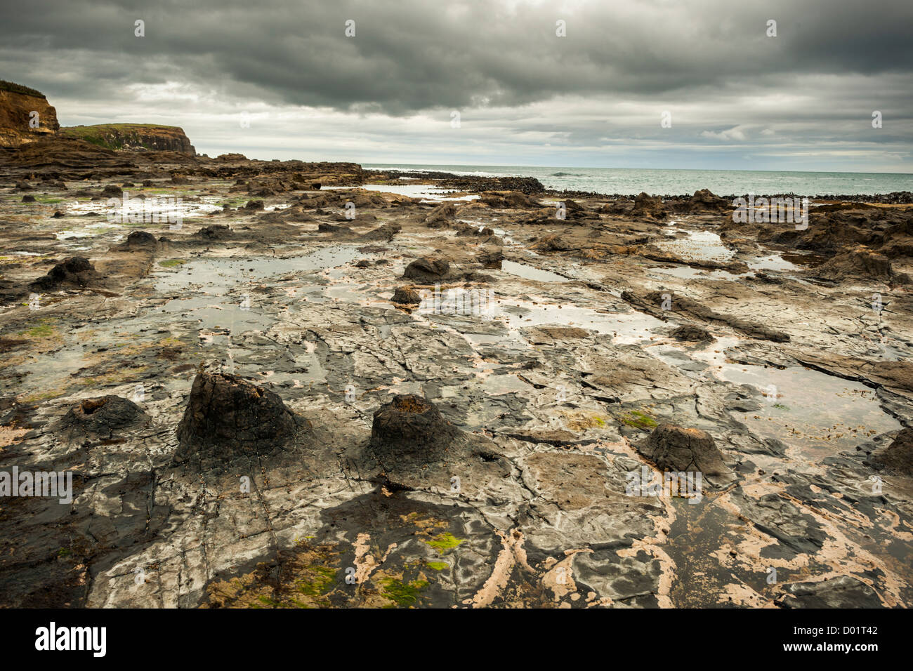 Curio Bay, les combustibles les souches d'arbre. Forêt Pétrifiée Jurassique fossilisés d'arbres. L'île du Sud, Nouvelle-Zélande Banque D'Images