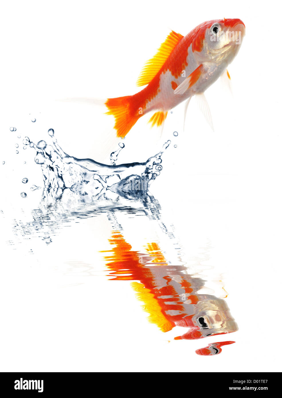Goldfish jumping montrant échapper à succès ou la liberté concept Banque D'Images