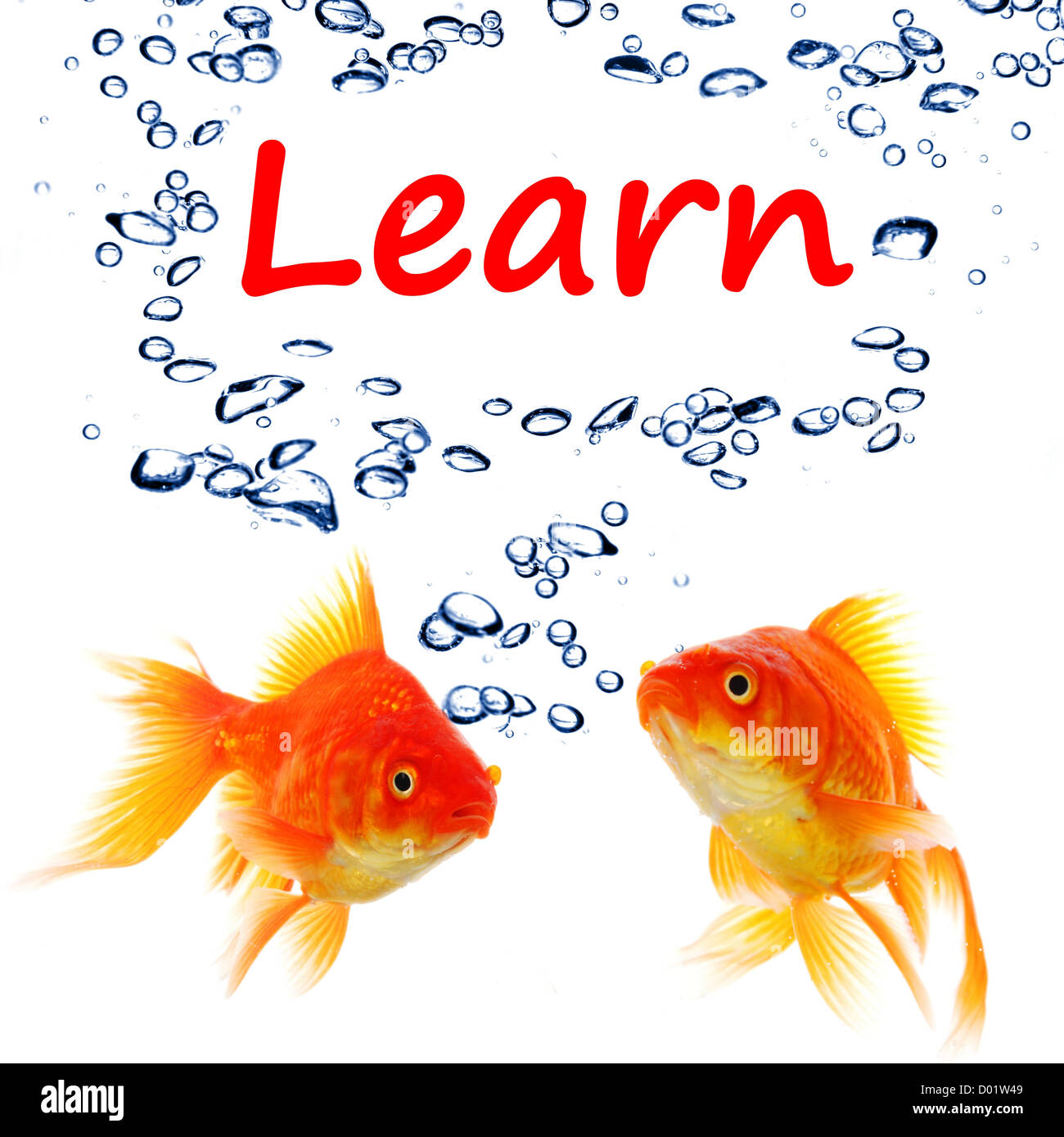 En savoir mot avec poisson rouge montrant l'éducation concept en fond blanc Banque D'Images