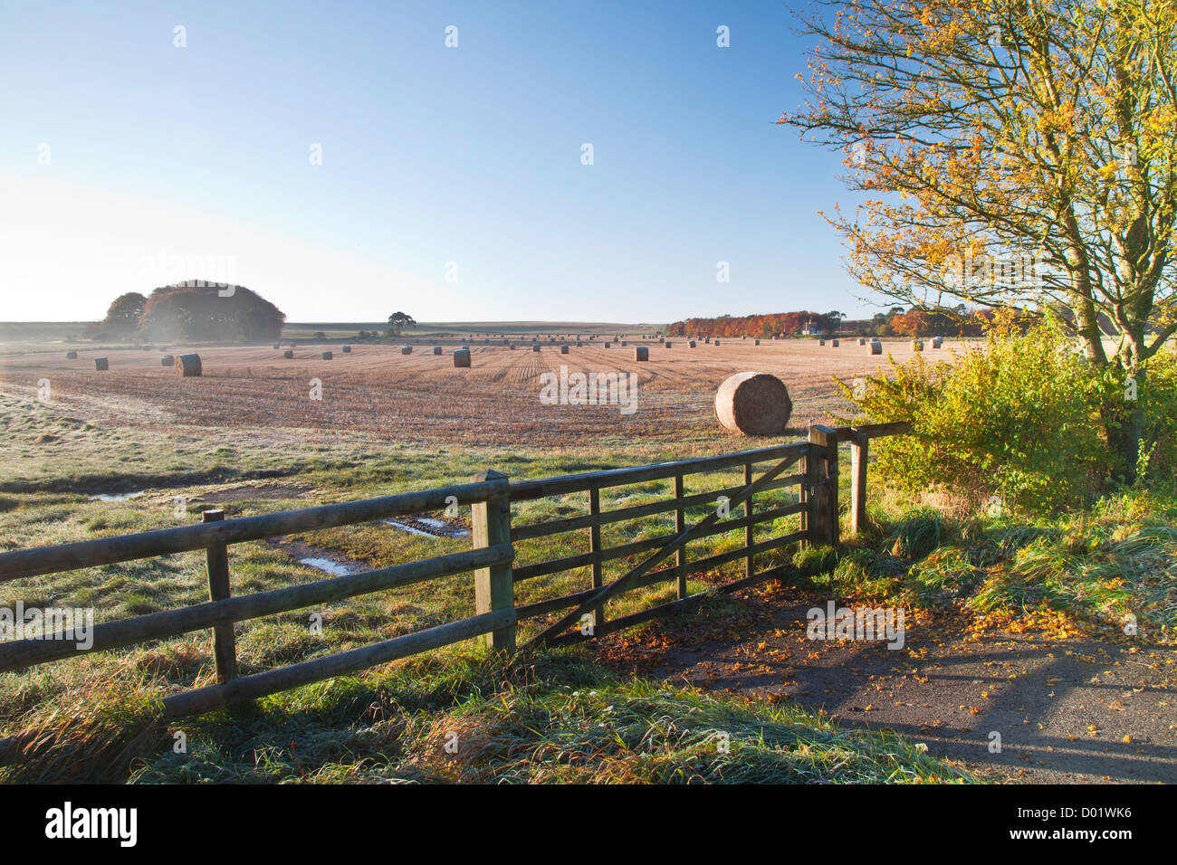 Bottes de foin dans un champ près de Beckhampton, Wiltshire, England, UK Banque D'Images