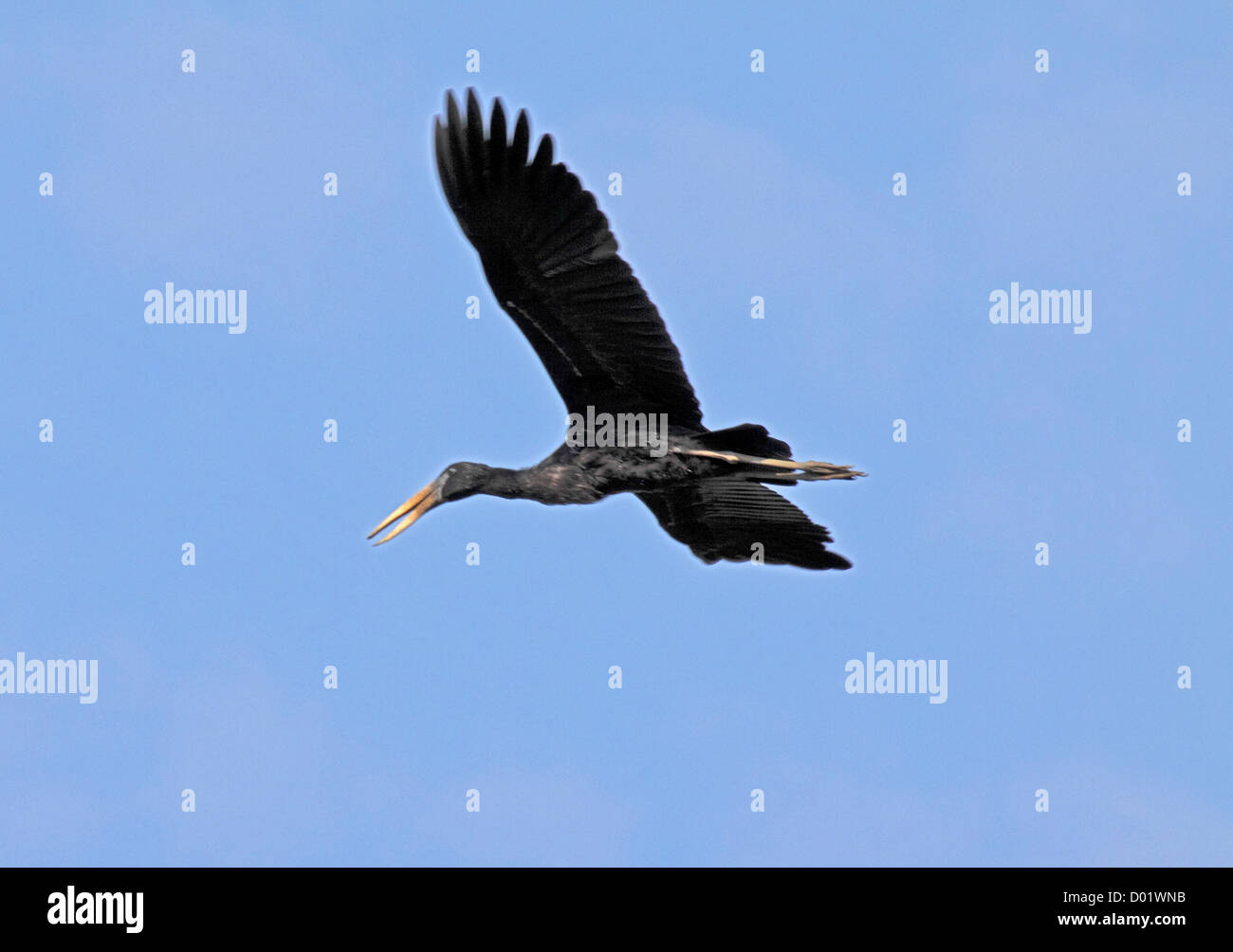 African openbill stork à Madagascar Banque D'Images