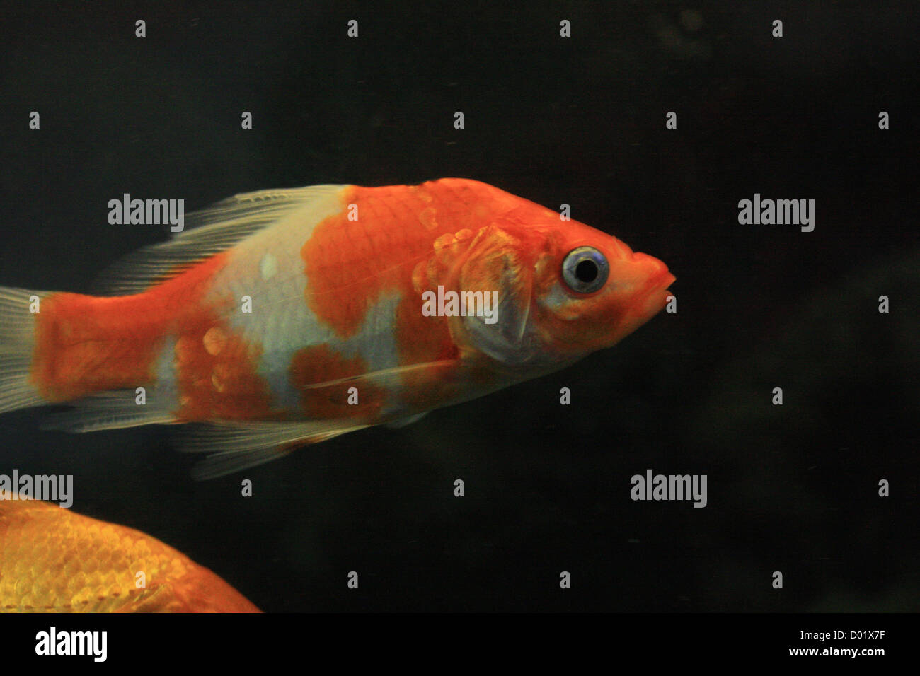 Les poissons d'eau douce, aquarium, poissons tropicaux, photos de poissons, aquariums, poissons à vendre, tous les poissons, les poissons d'eau salée, che Banque D'Images