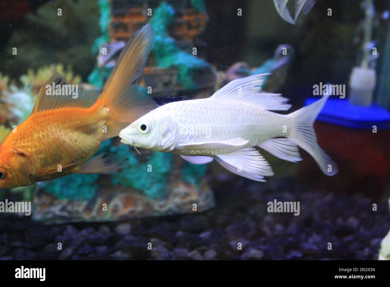 Les poissons d'eau douce, aquarium, poissons tropicaux, photos de poissons, aquariums, poissons à vendre, tous les poissons, les poissons d'eau salée, che Banque D'Images