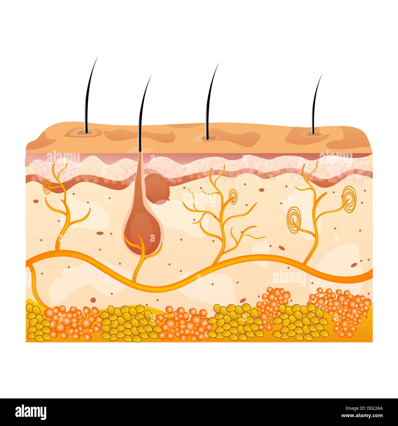 Illustration des cellules de peau sur fond blanc Banque D'Images