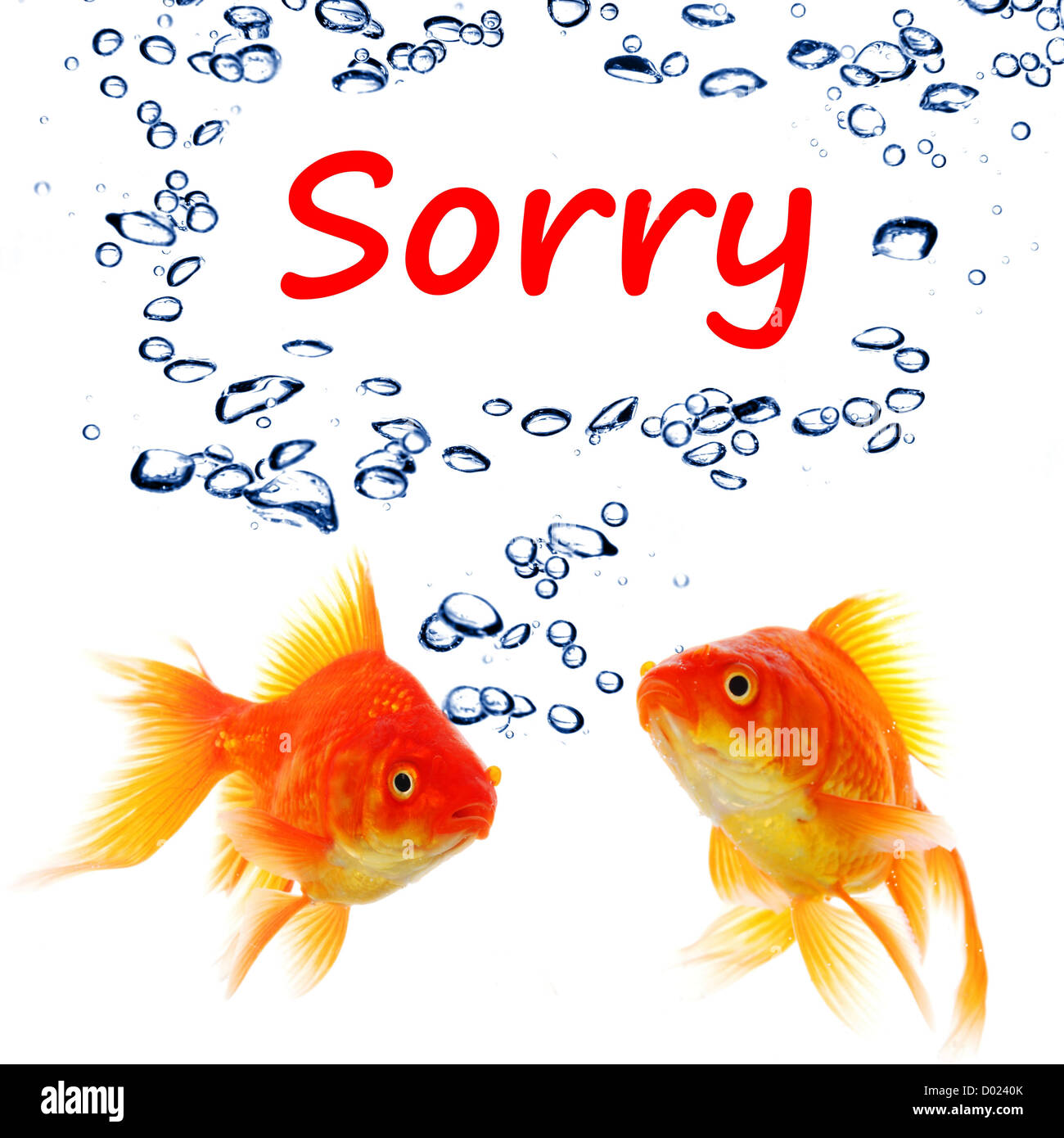 Désolés concept avec word et poisson rouge isolé sur fond blanc Banque D'Images