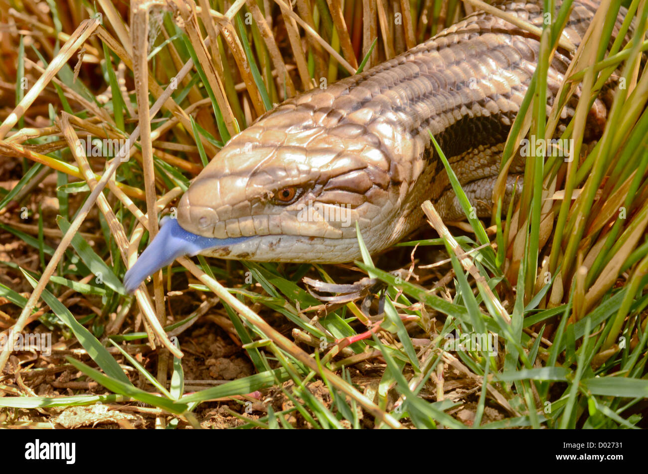 Australian Eastern Blue-tongue lizard émergeant de roseaux. Tiliqua scincoides scincoides Banque D'Images