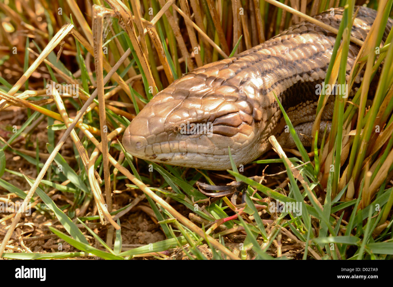 Australian Eastern Blue-tongue lizard émergeant de roseaux. Tiliqua scincoides scincoides Banque D'Images
