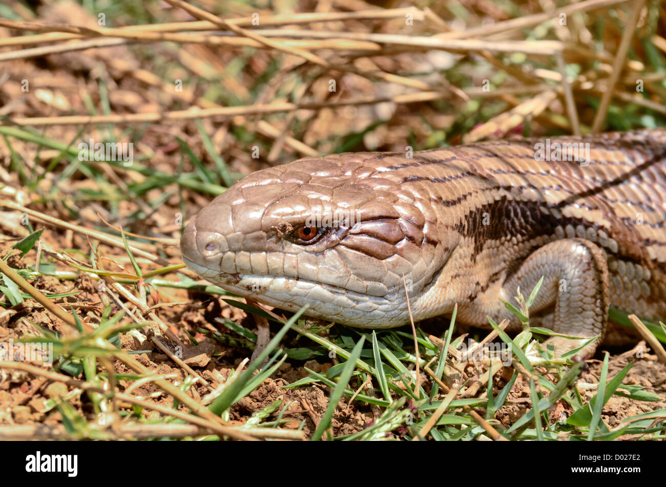 Australian Eastern Blue-tongue lizard émergeant de roseaux. Tiliqua scincoides scincoides Banque D'Images