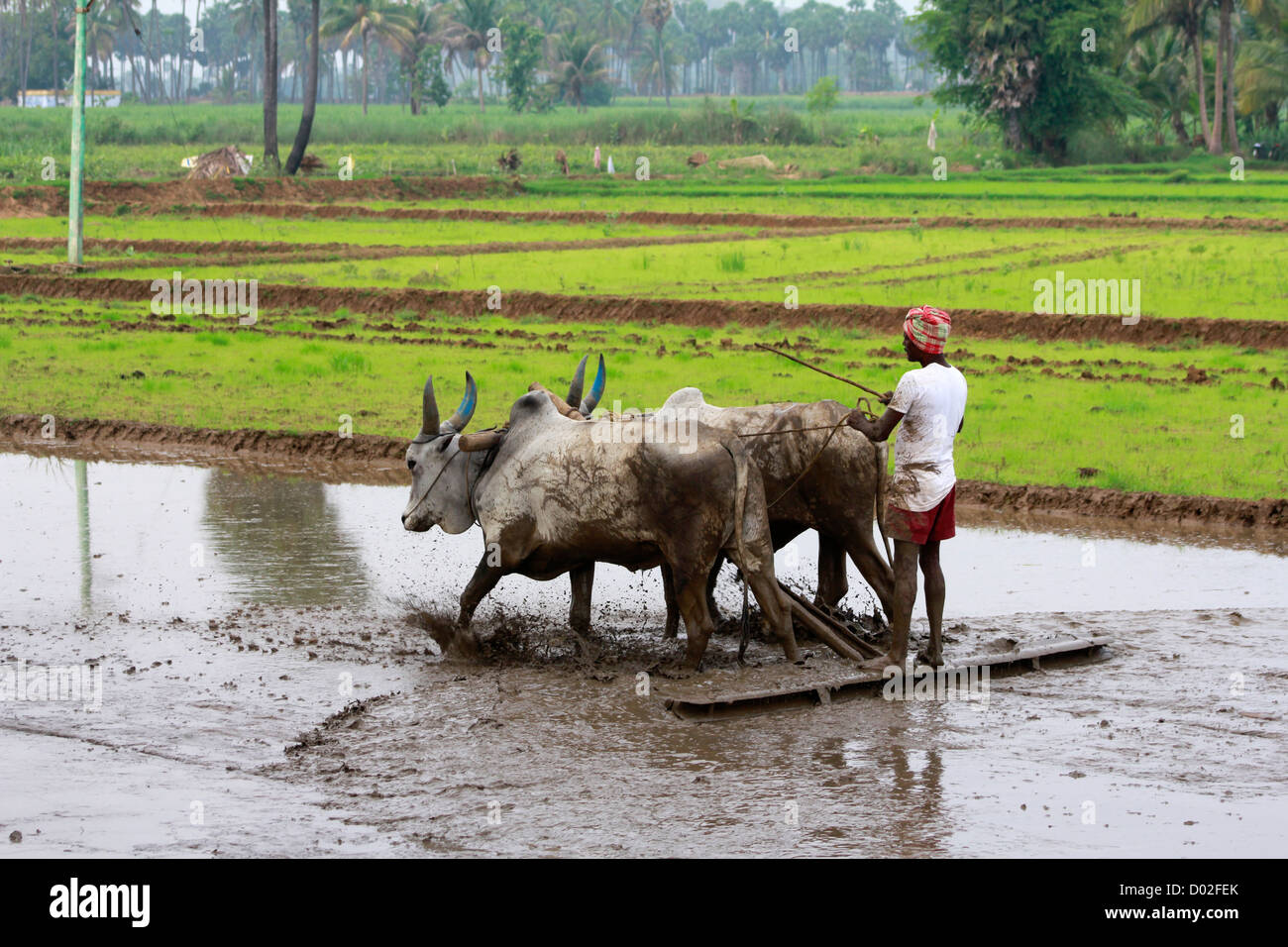 Indian farmer ploughing ses champs. Tamil nadu , Inde Banque D'Images