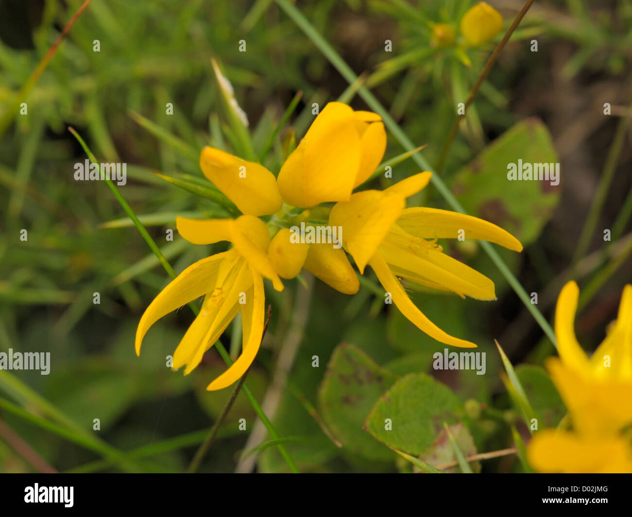 L'ouest de l'ajonc Ulex gallii, fleurs Banque D'Images