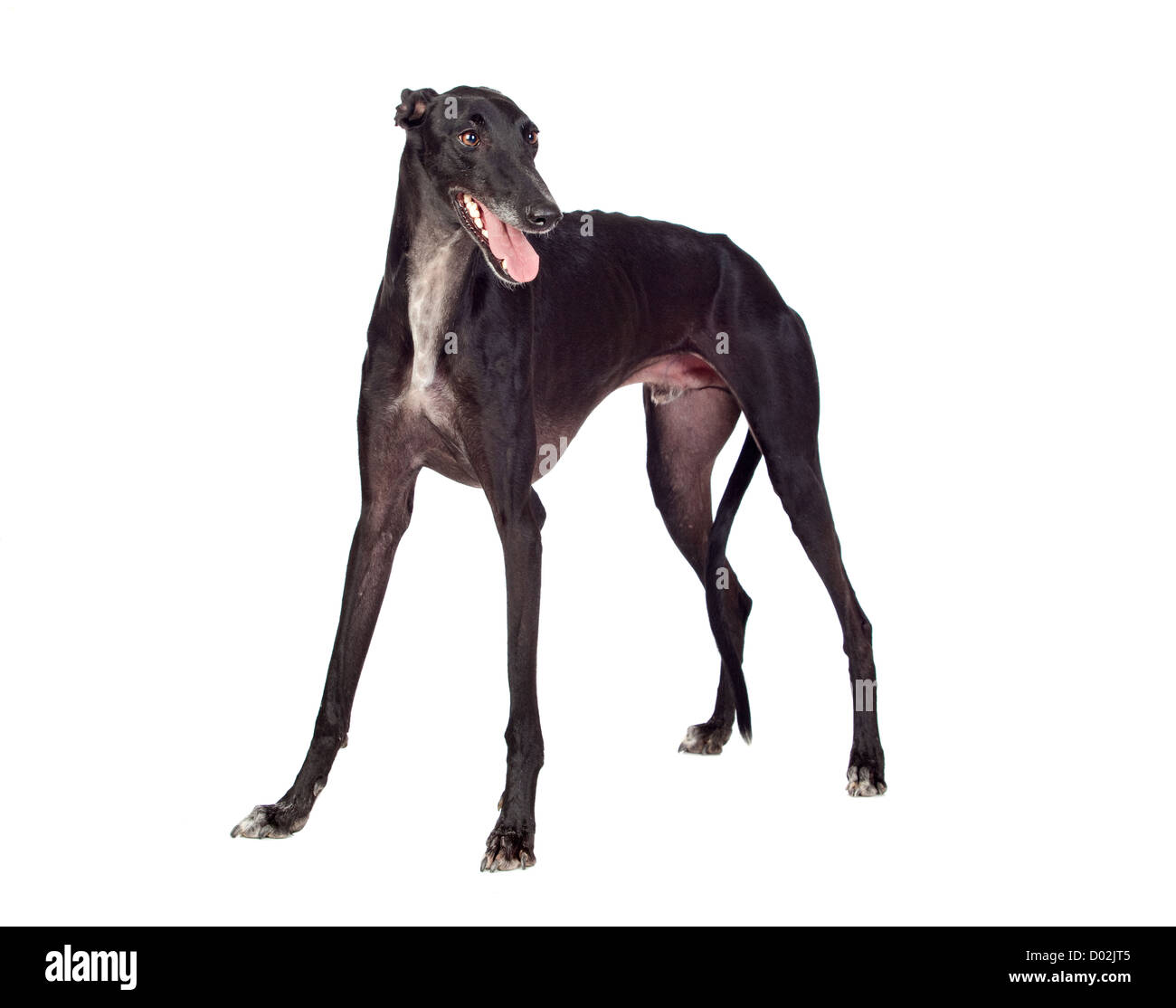 Chien de race Greyhound isolé sur fond blanc Banque D'Images