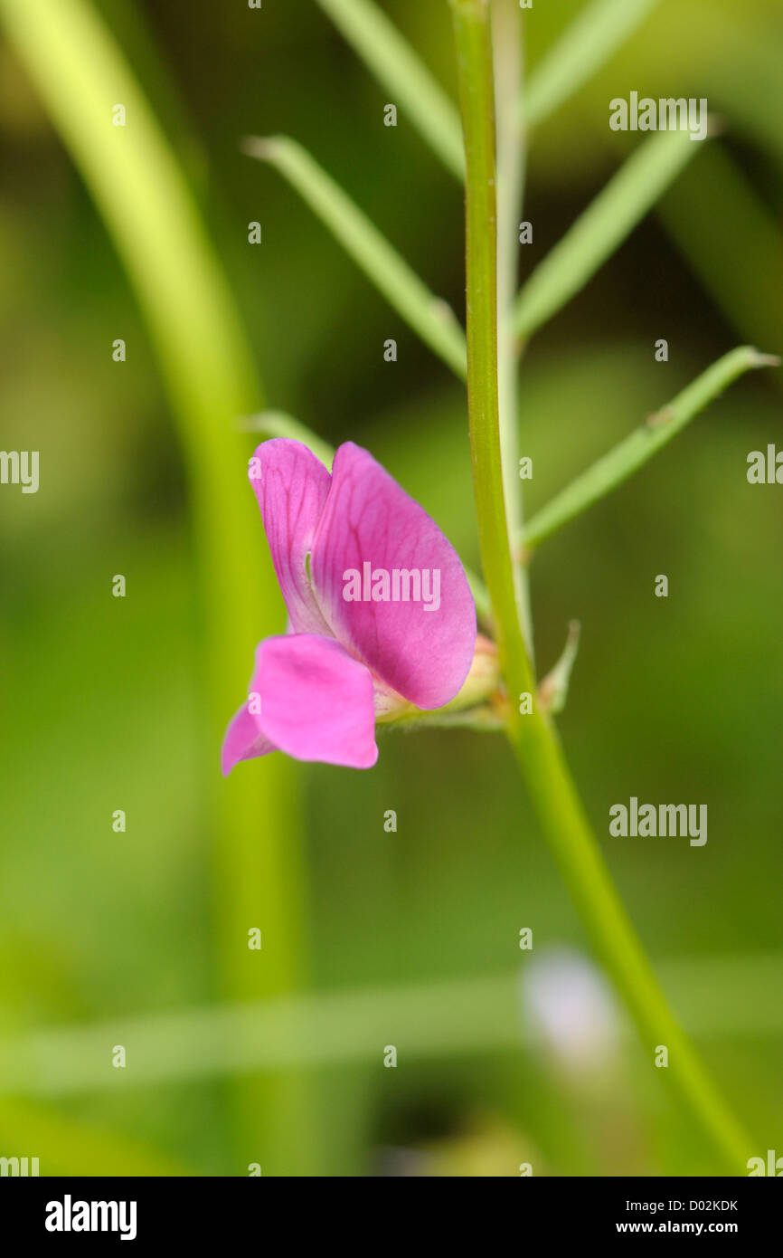 Vesce à feuilles étroites, Vicia sativa Banque D'Images