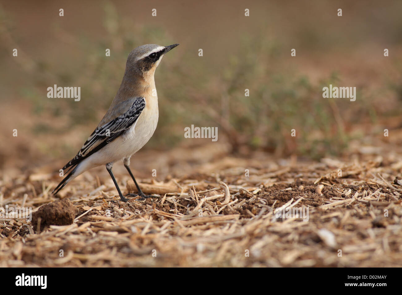 Traquet motteux (Oenanthe oenanthe) un Vieux Monde huppé, photographié en Israël en Septembre Banque D'Images