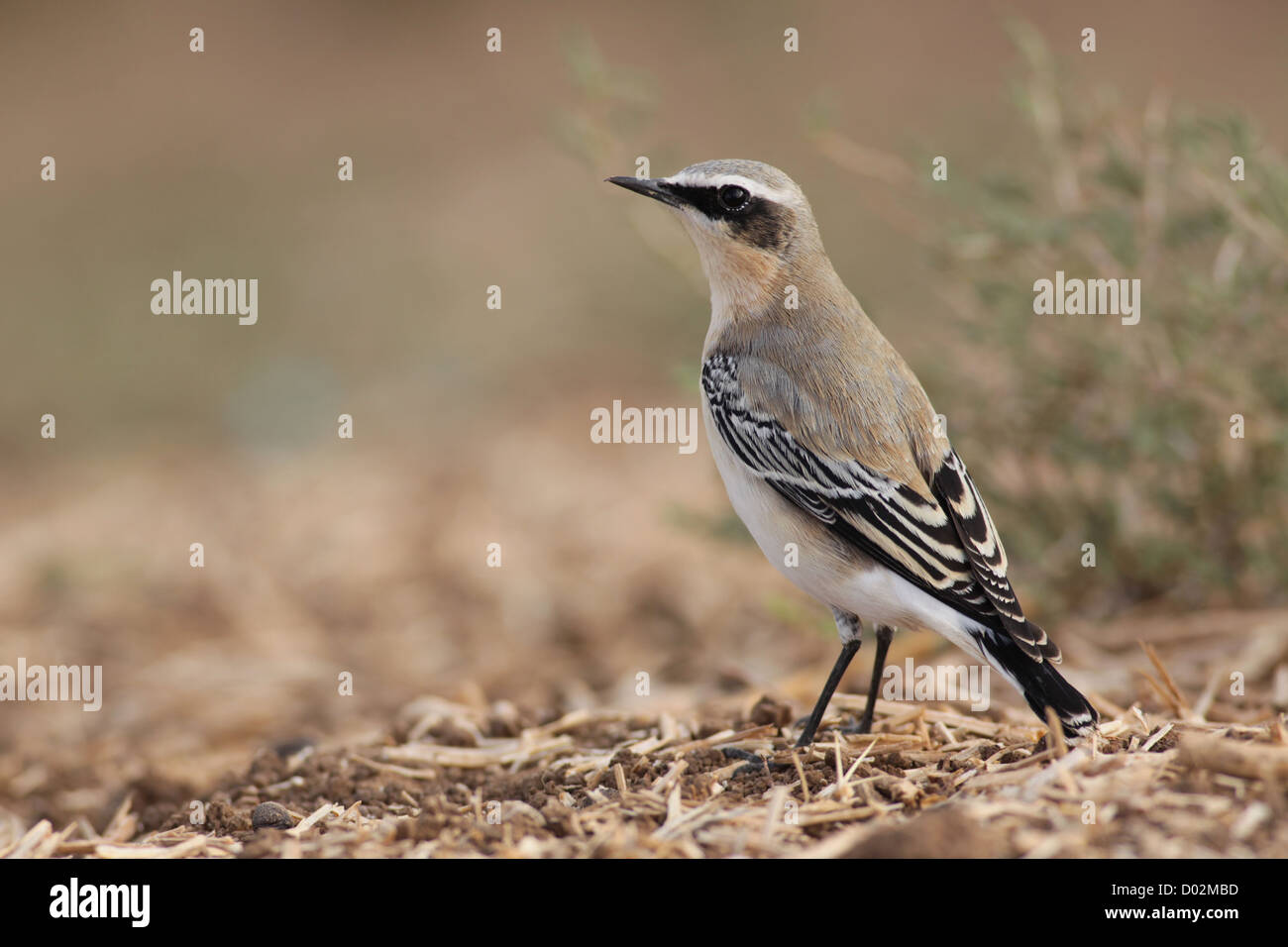 Traquet motteux (Oenanthe oenanthe) un Vieux Monde huppé, photographié en Israël en Septembre Banque D'Images