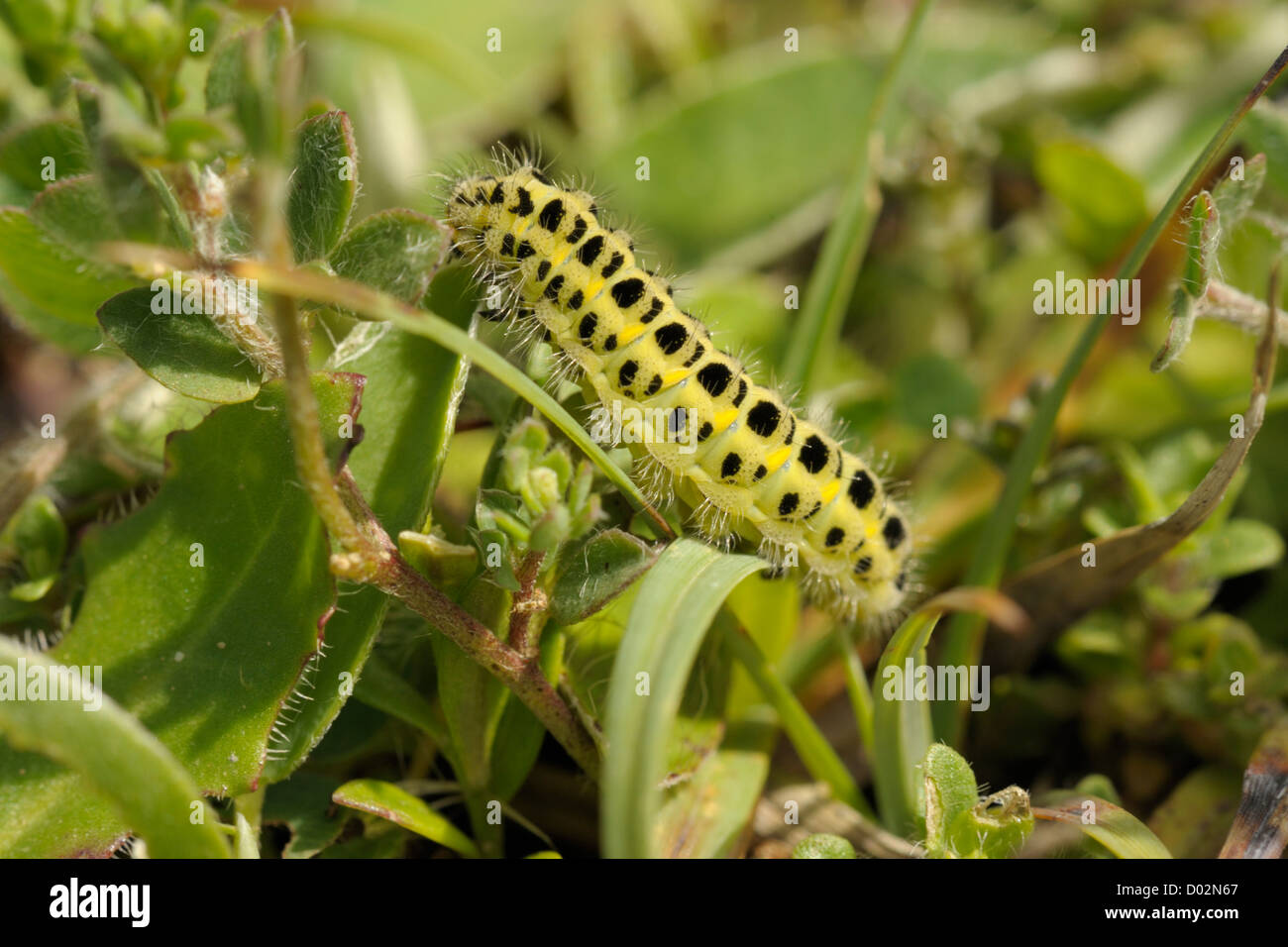 Six-spot Burnet Moth, Zygaena filipendulae Caterpillar Banque D'Images