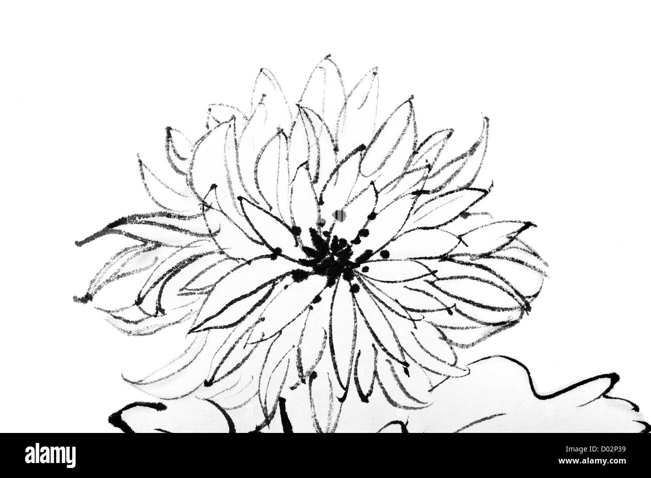 Peinture chinoise,fleurs chrysanthème , sur fond blanc. Banque D'Images