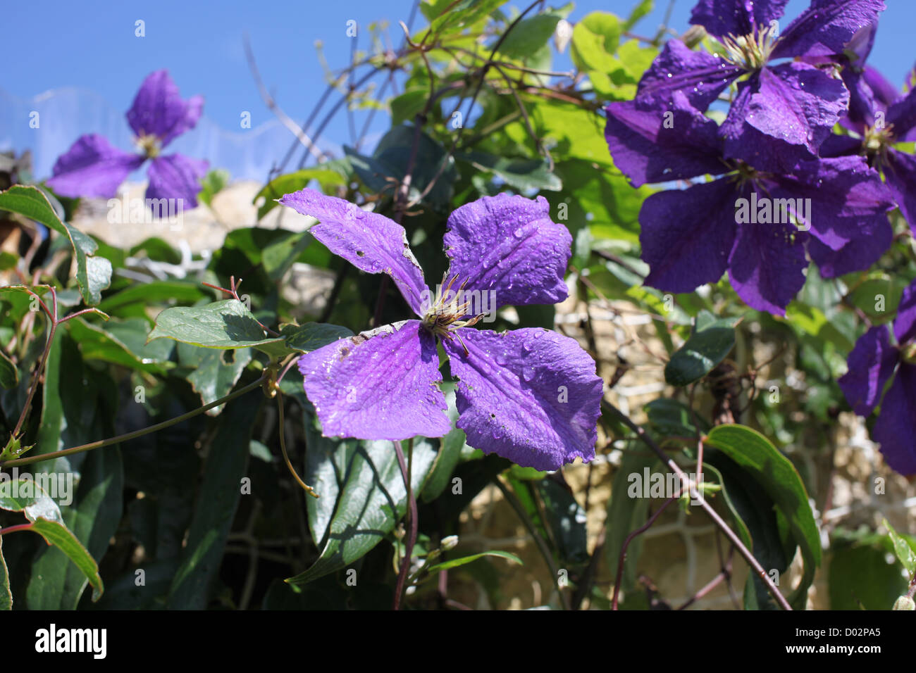 Clematis, belles fleurs violet profond, une plante grimpante ornementale trouvés en Angleterre et dans d'autres pays Banque D'Images