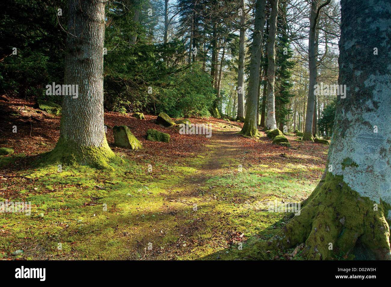 Chemin des bois, le Château de Crathes à Banchory, Aberdeenshire Banque D'Images