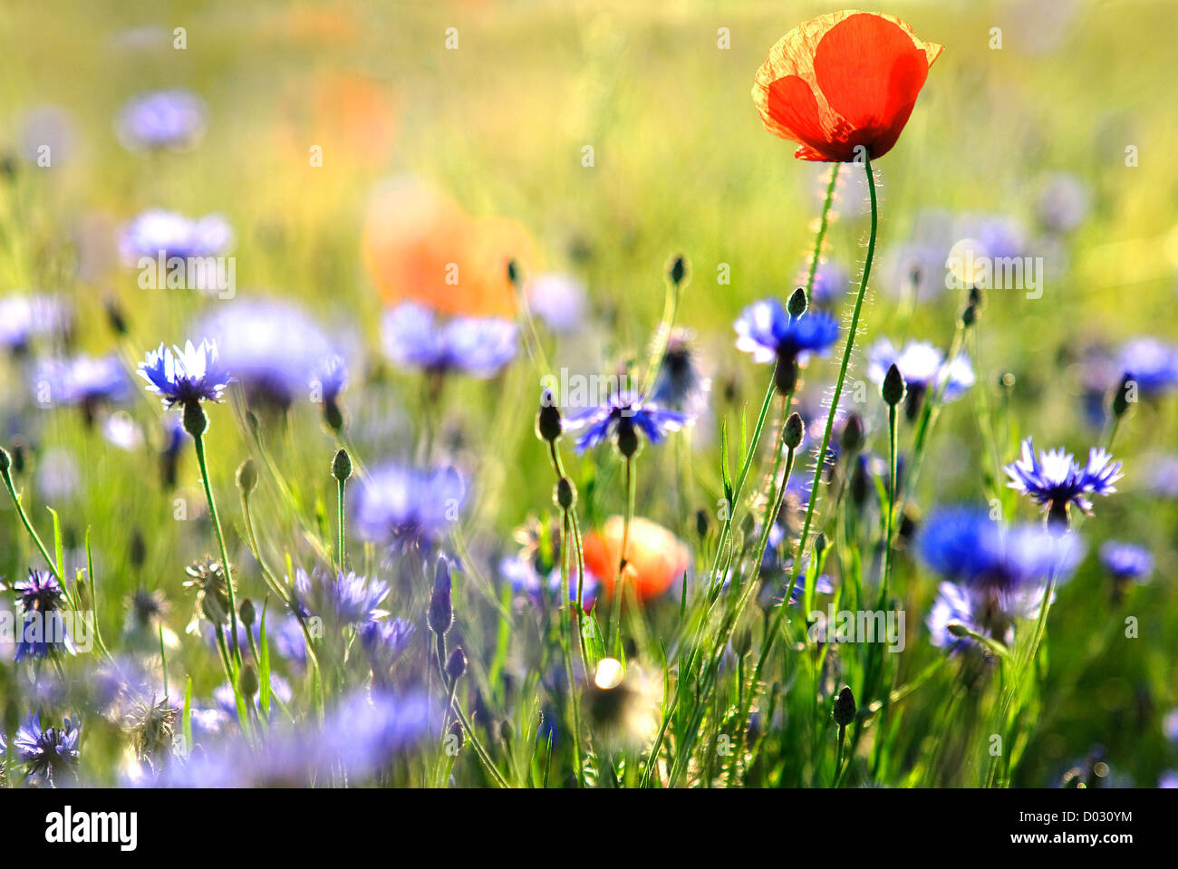 Coquelicot Et Bleuet Photo Stock Alamy Coquelicot Et Bleuet Photo Stock Alamy