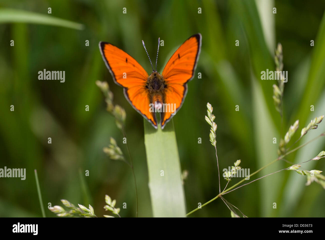 Papillon tacheté orange s'asseoir sur l'herbe lame Banque D'Images