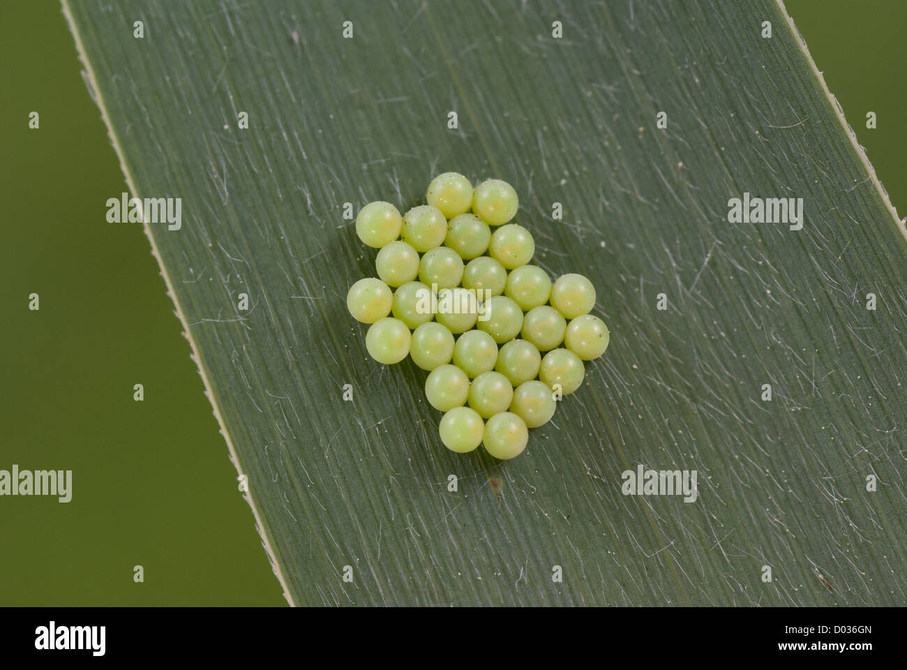 Petit animal vert oeufs sur big leaf Banque D'Images