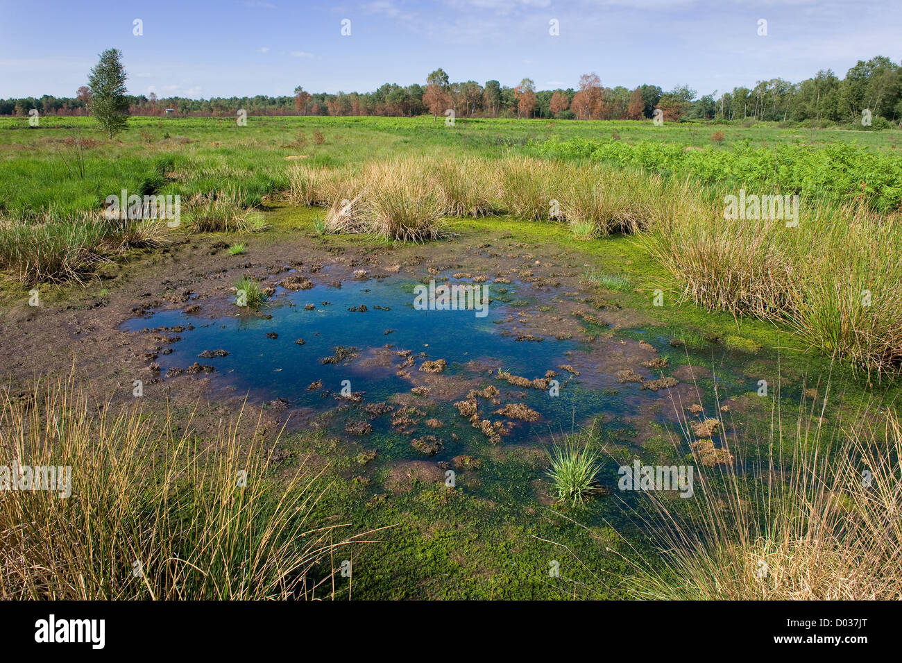 Un petit étang dans une réserve naturelle dans les Pays-Bas Banque D'Images
