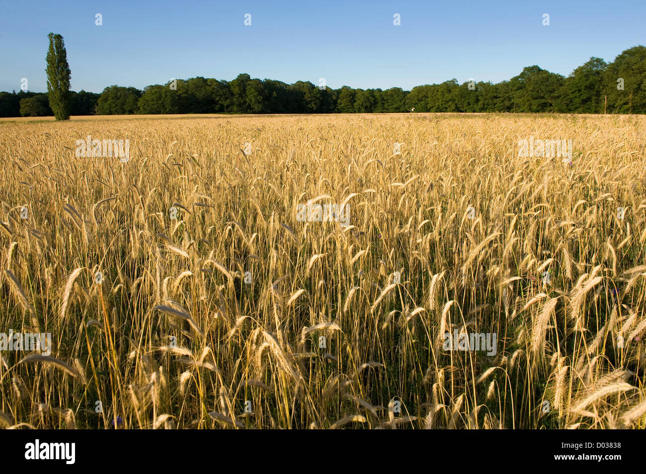 Sur un champ de blé Banque D'Images