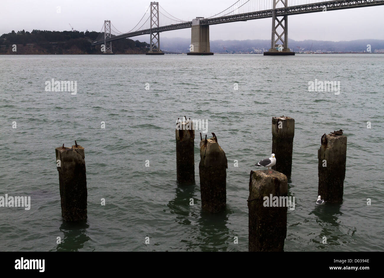 Les pilotis et les mouettes avec vue sur San Francisco-Oakland Bay Bridge et l'île de Yerba Buena en arrière-plan. Banque D'Images