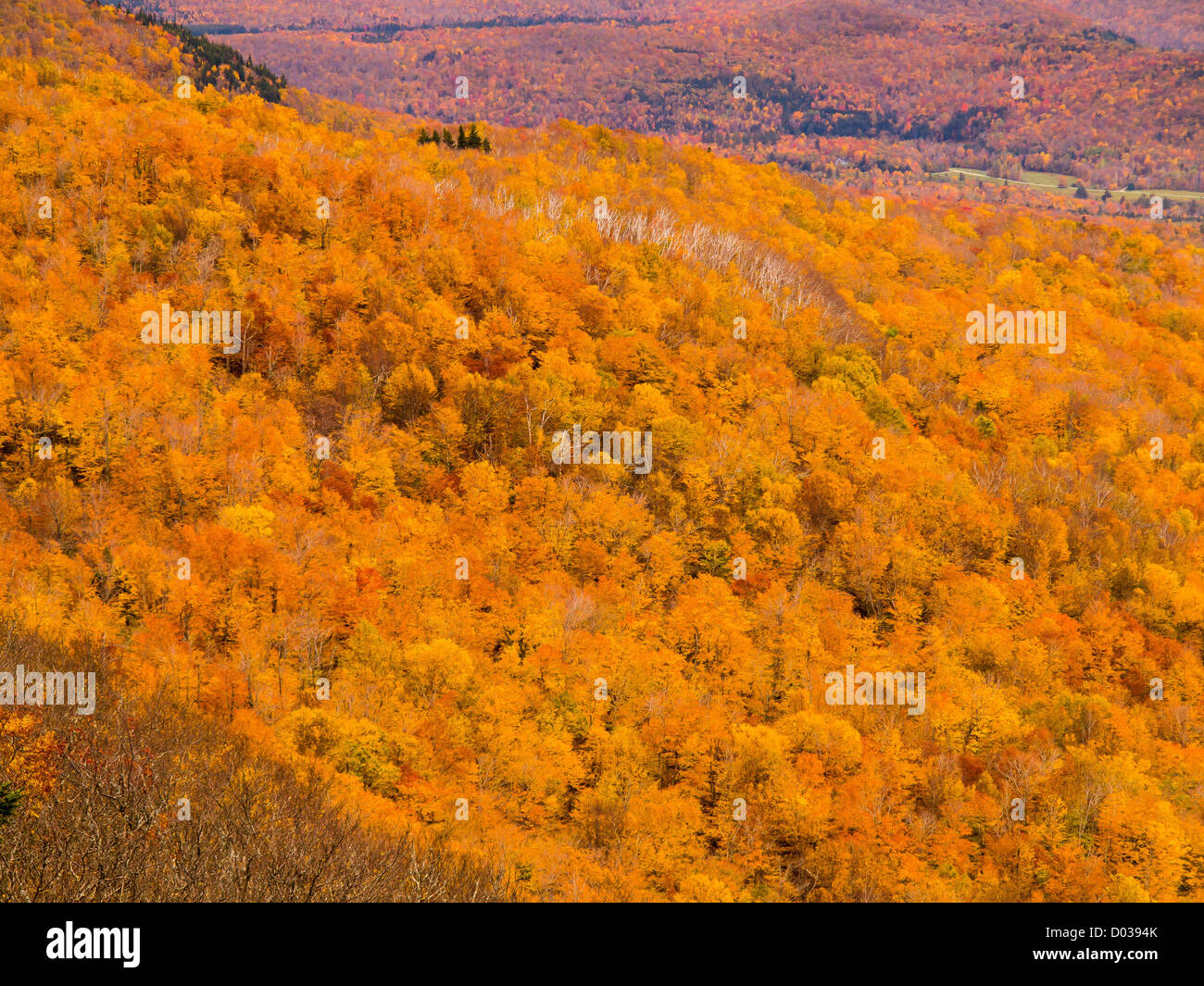 WARREN, Michigan, USA - feuillage d'automne dans la nature sauvage dans Breadloaf Green Mountain National Forest. Banque D'Images