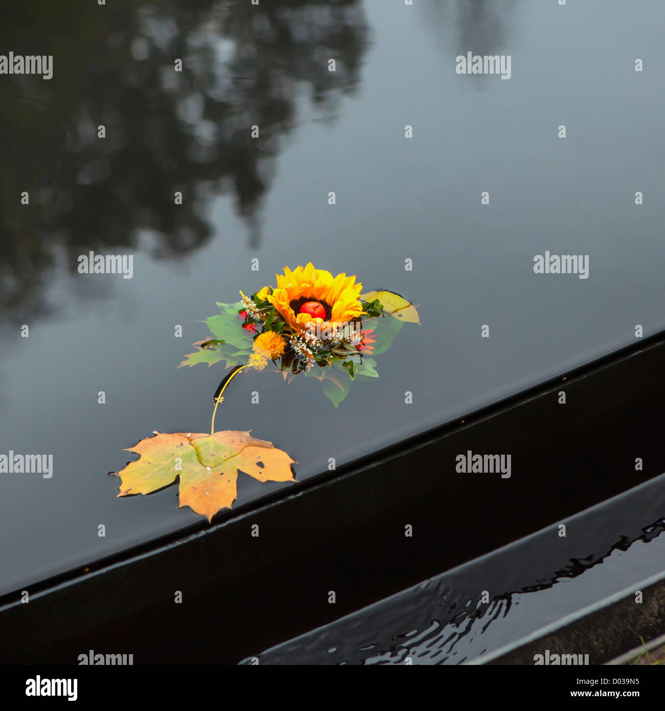 Des fleurs flottant sur l'étang du mémorial aux Roms (Tsiganes) victimes de l'holocauste nazi dans le parc Tiergarten, Berlin Banque D'Images