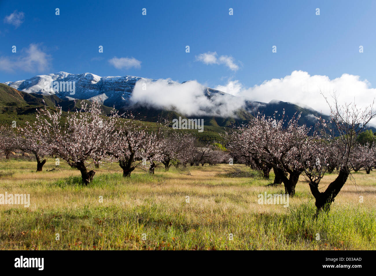 La région de Ojai Valley Agriculture Scenics Banque D'Images