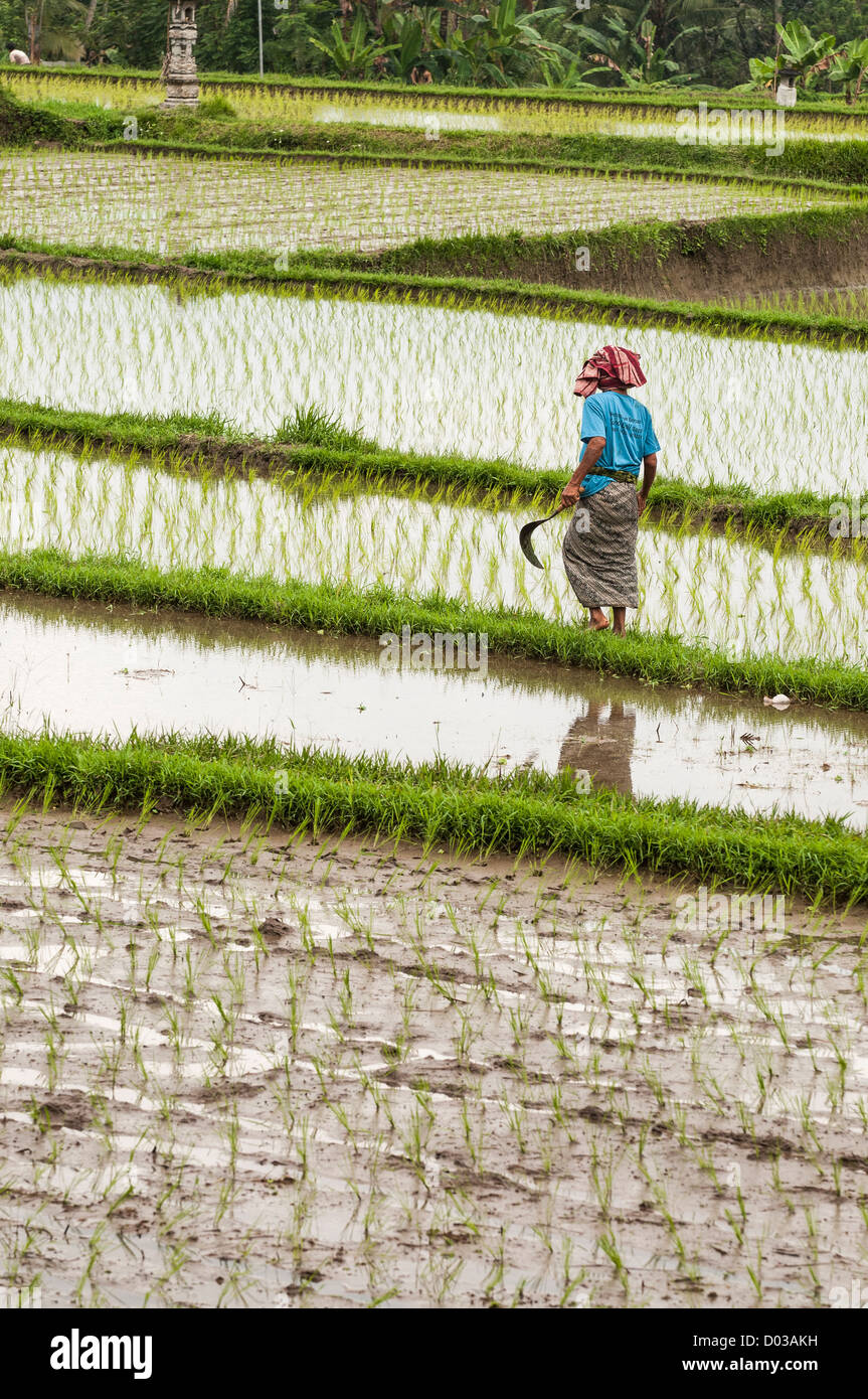 Femme marche parmi les rizières autour d'Ubud, Bali, Indonésie centrale Banque D'Images