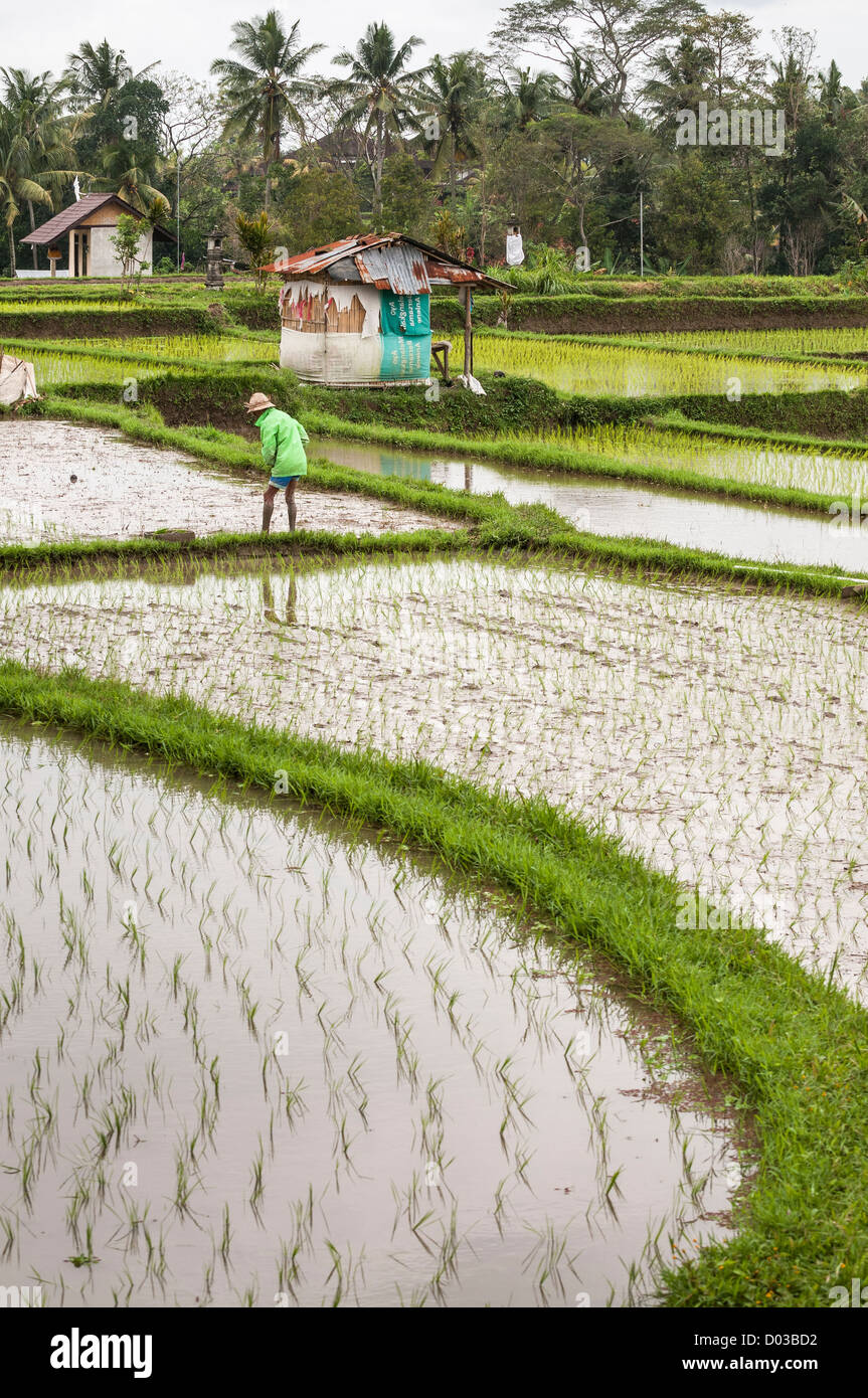 Farmer le repiquage du riz dans les rizières autour d'Ubud, Bali, Indonésie centrale Banque D'Images