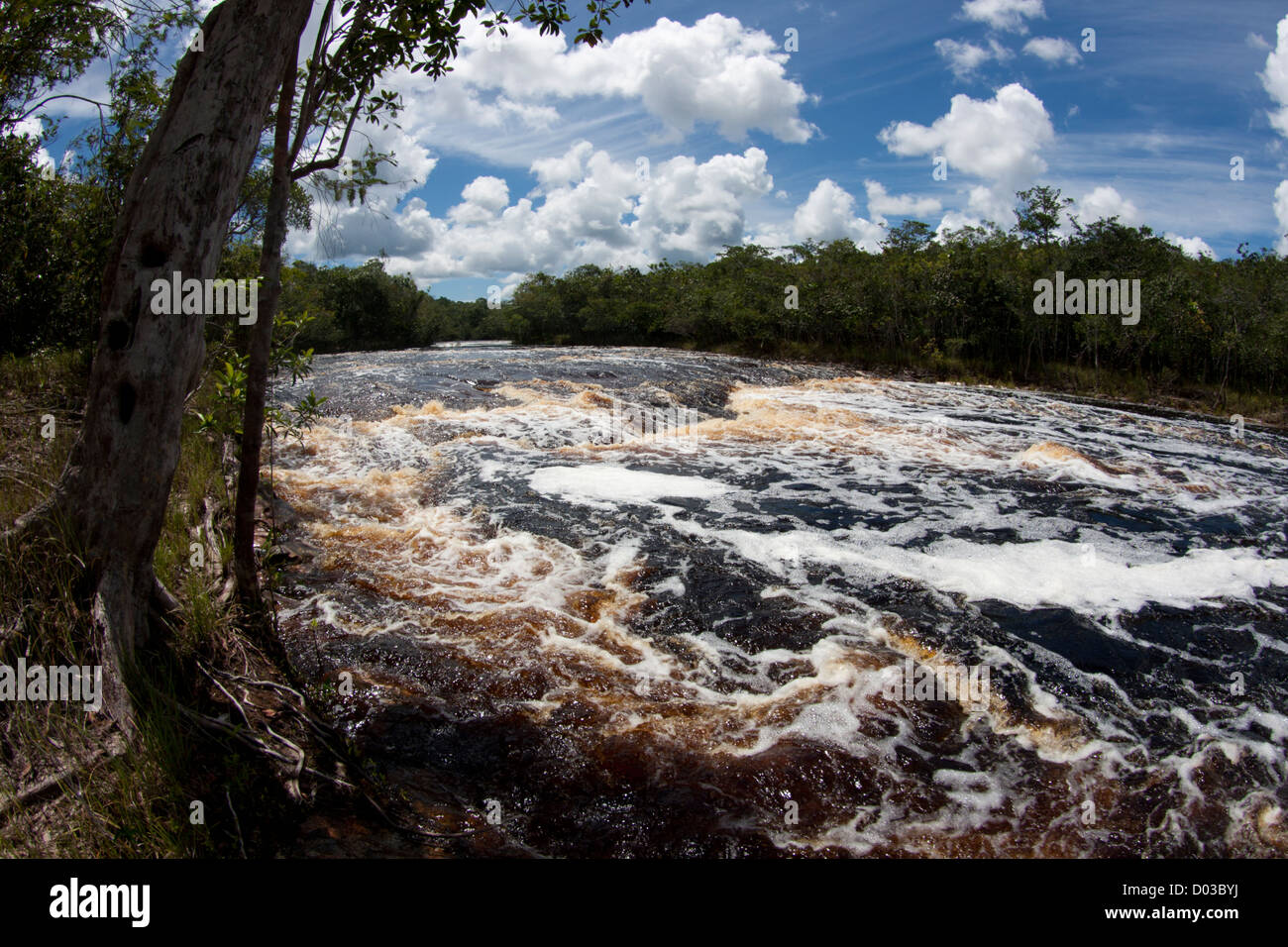 Rivière à Anavilhanas zone protégée, l'Amazonas satate, forêt amazonienne, au nord du Brésil Banque D'Images