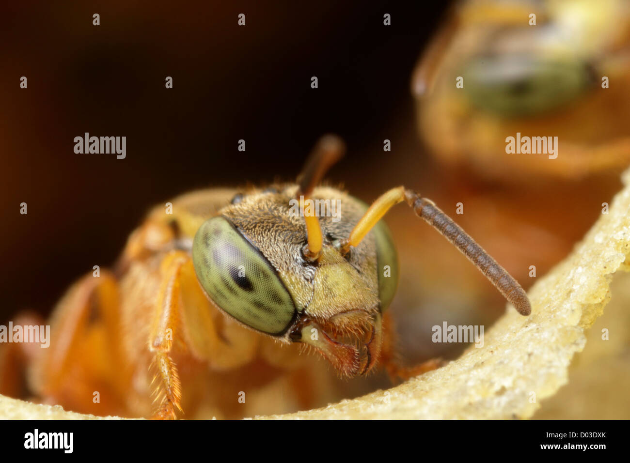 Nid d’abeilles sauvages Banque D'Images