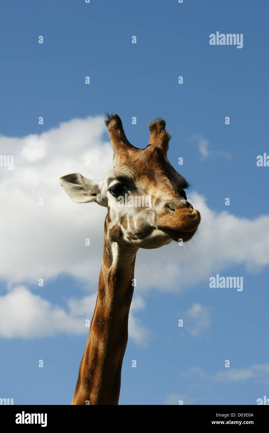 Girafe Rothschild Profil de la tête et du cou contre un ciel bleu Banque D'Images