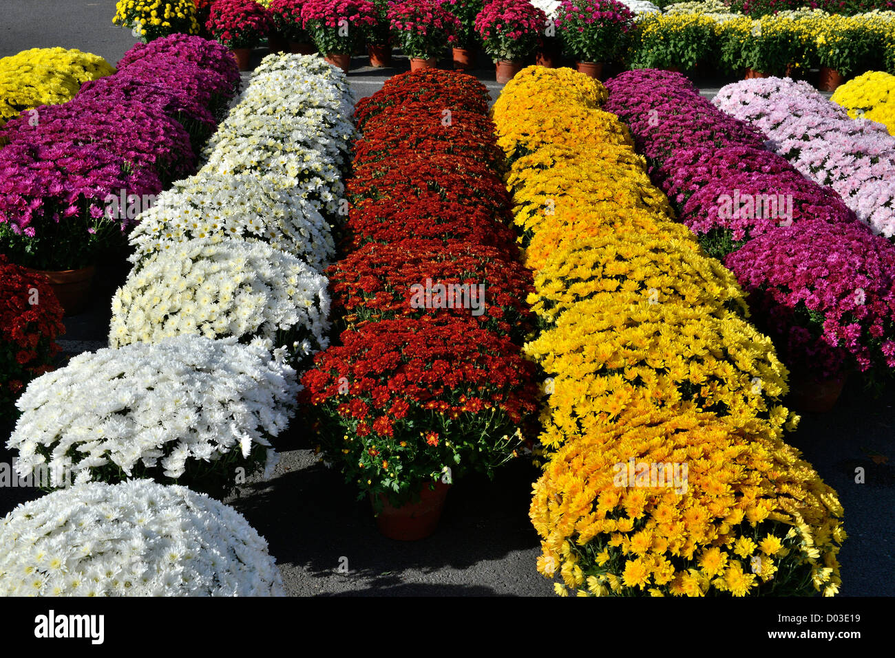 Marché aux Fleurs marché de la Toussaint Toussaint Brive La Gaillarde France Banque D'Images