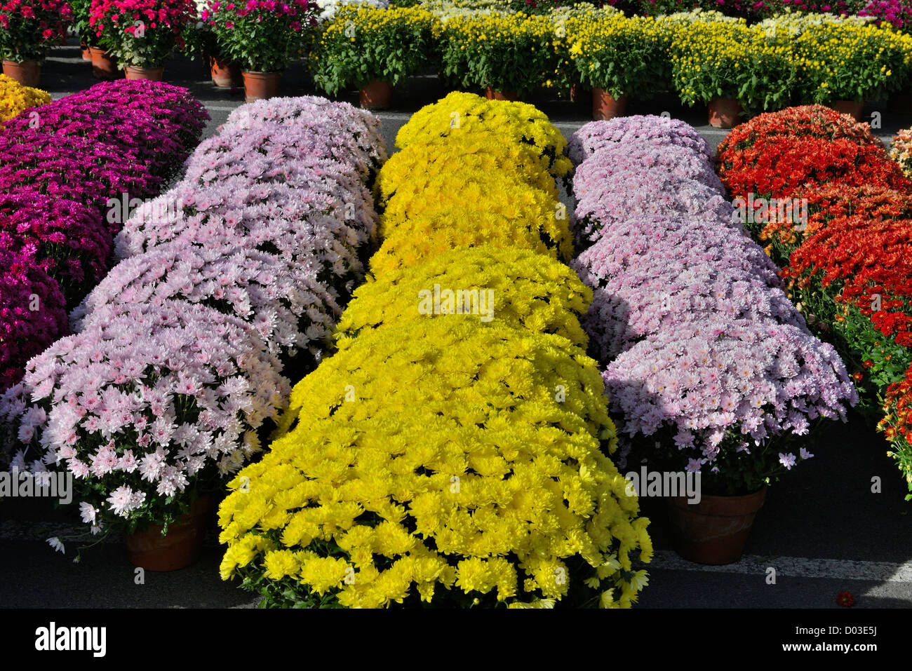 Marché aux Fleurs marché de la Toussaint Toussaint Brive La Gaillarde France Banque D'Images