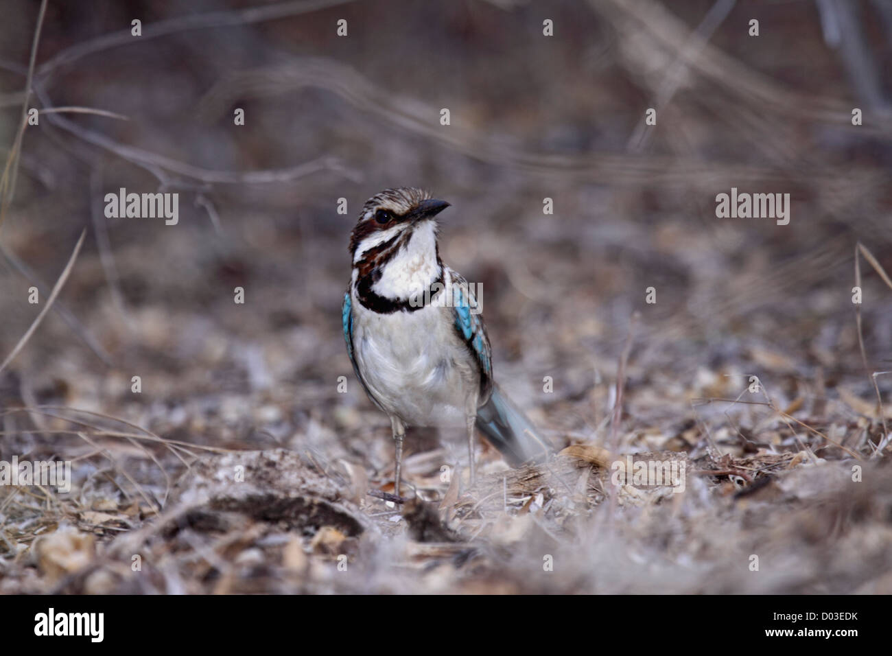 Rouleau au sol à longue queue à Madagascar Banque D'Images