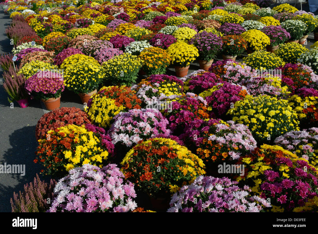 Marché aux Fleurs marché de la Toussaint Toussaint Brive La Gaillarde France Banque D'Images
