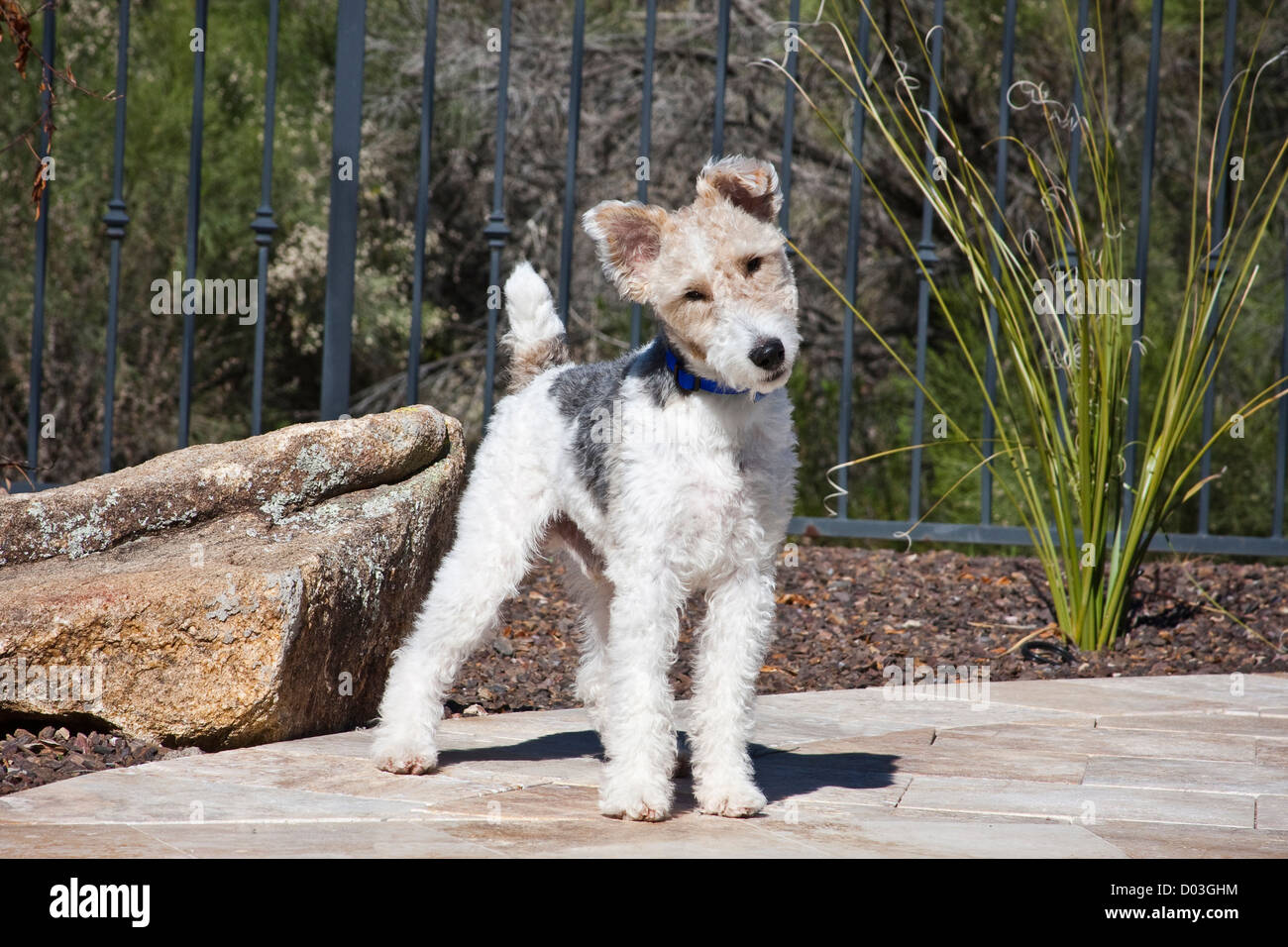 Un Fox Terrier puppy debout sur une terrasse à côté d'un rocher. Banque D'Images