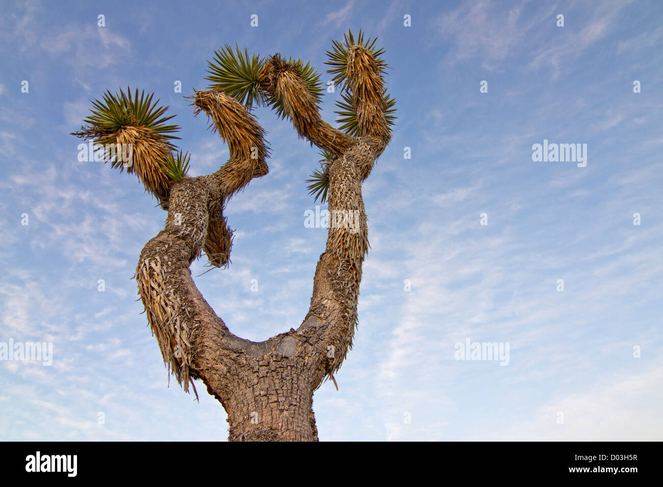 États-unis, Californie, Joshua Tree National Park. Joshua tree, une teigne qui pousse comme un arbre qui a des grappes de feuilles piquantes Banque D'Images