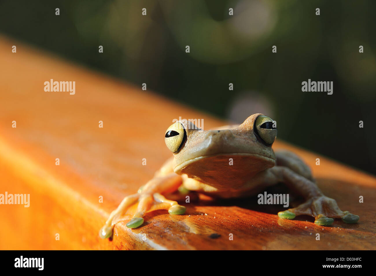 Close up of frontal un gladiateur Hypsiboas rosenbergi (Rainette) assise sur une balustrade de bois avec dans le coucher du soleil au Costa Rica. Banque D'Images