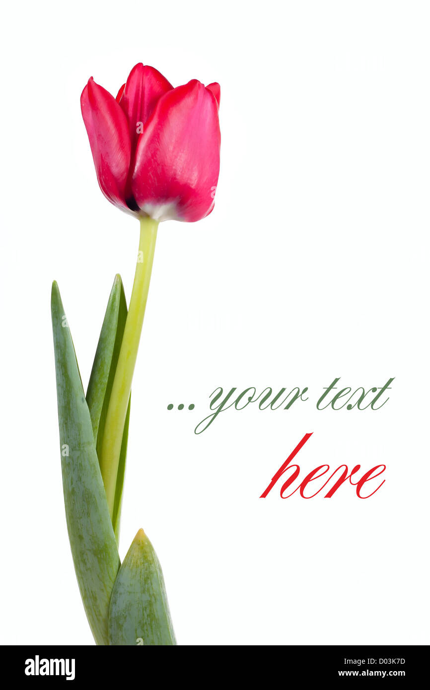 Fresh red tulip isolated over white avec place pour votre texte Banque D'Images