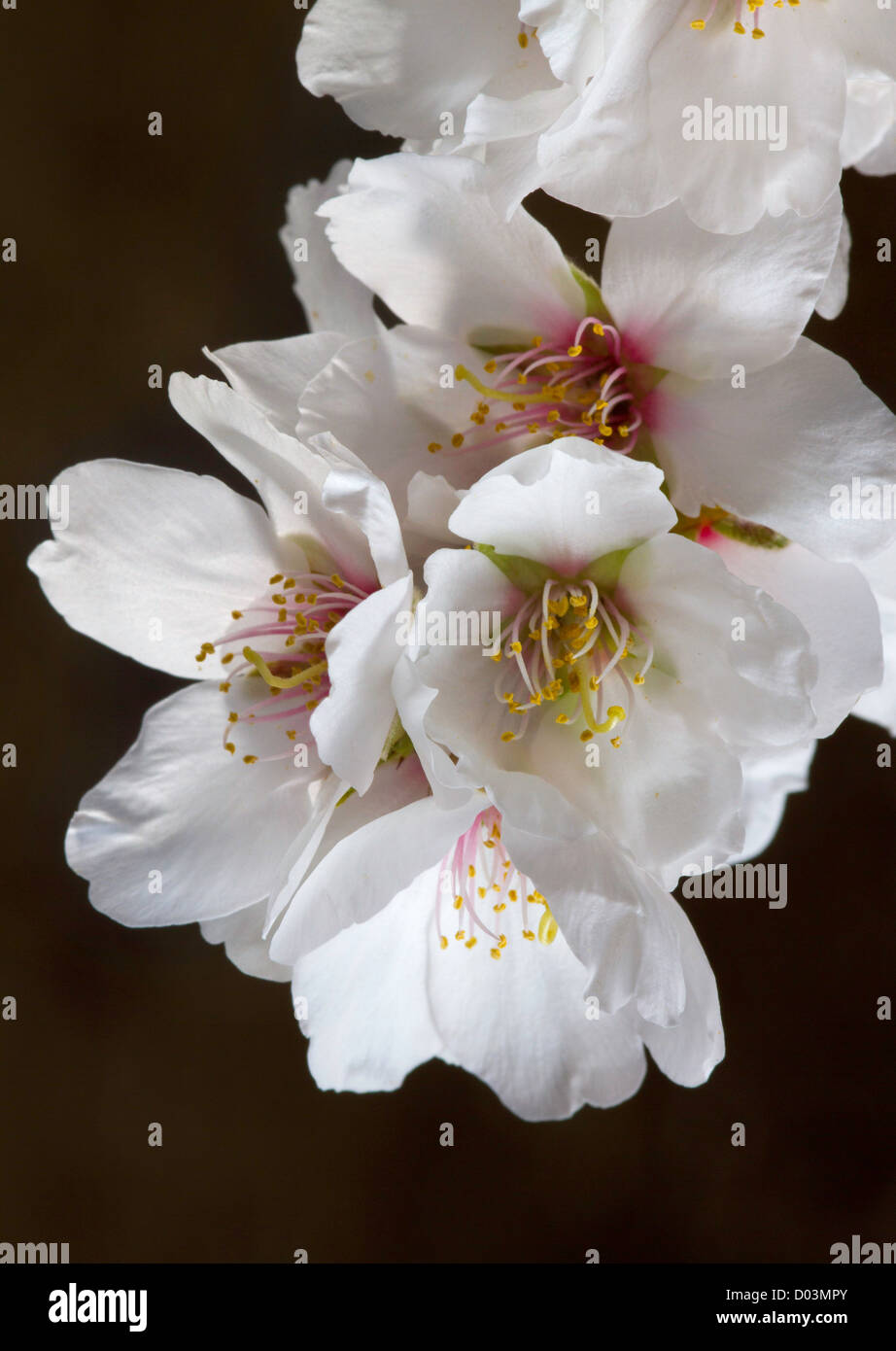 Fleurs d'amandier sous l'éclairage de studio, Sacramento Valley, en Californie. Banque D'Images