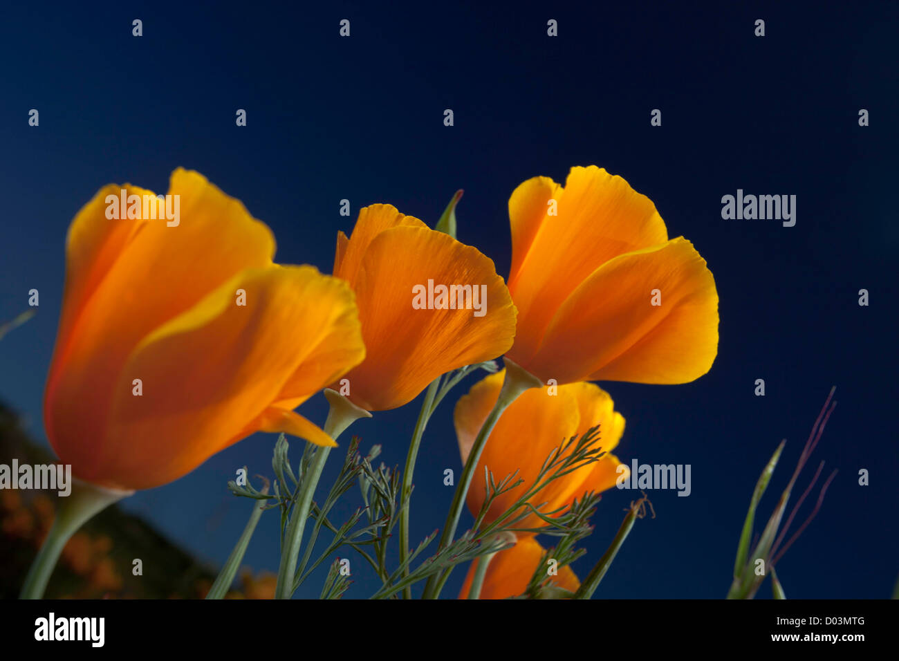 Le pavot de Californie (Eschscholzia californica) au printemps dans la Vallée de Sacramento, en Californie. Banque D'Images