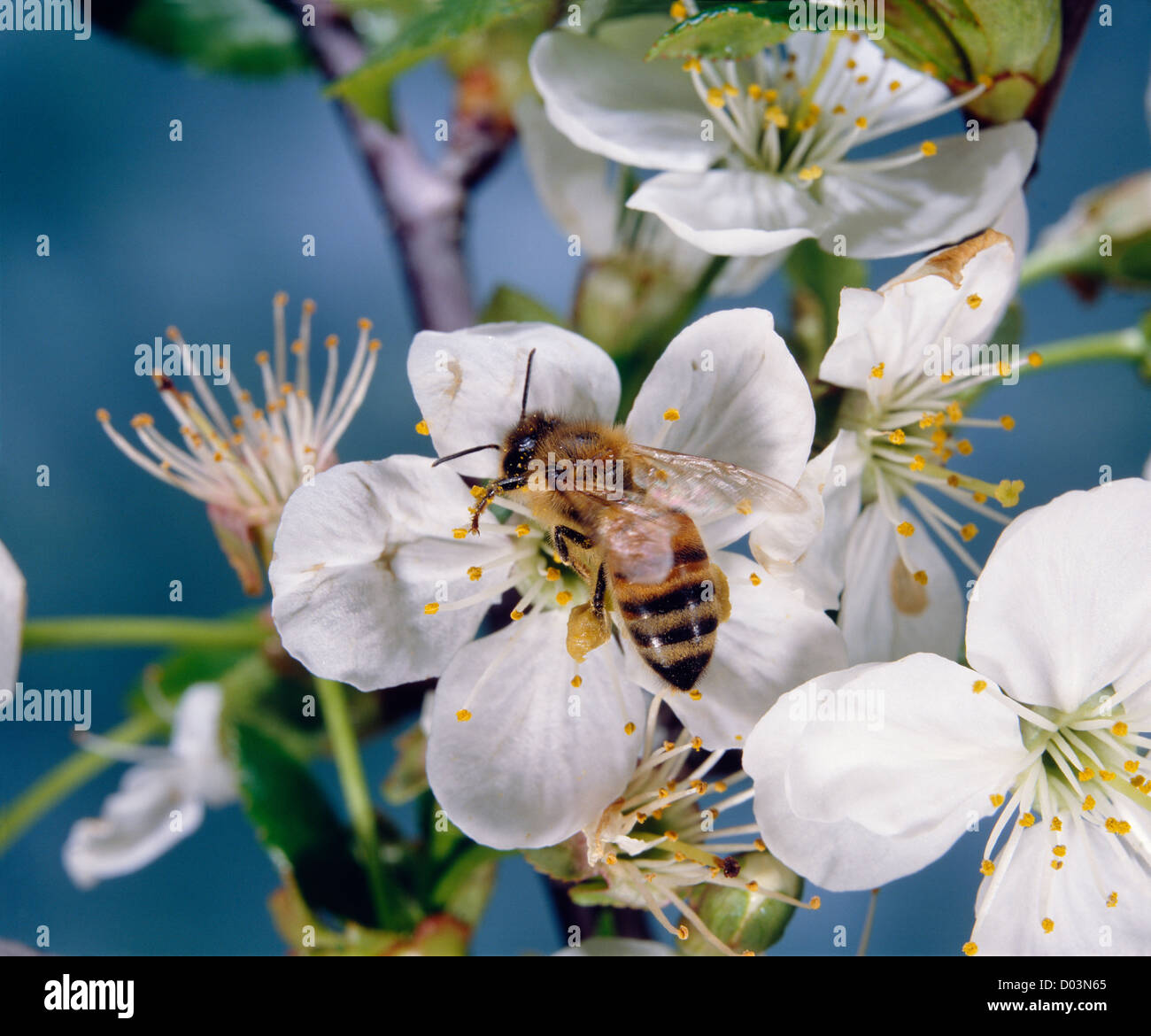 Abeille à miel (Apis mellifera) sur cherry blossom stérile. travailleur féminin avec corbeille à pollen sur tibia postérieur. Banque D'Images