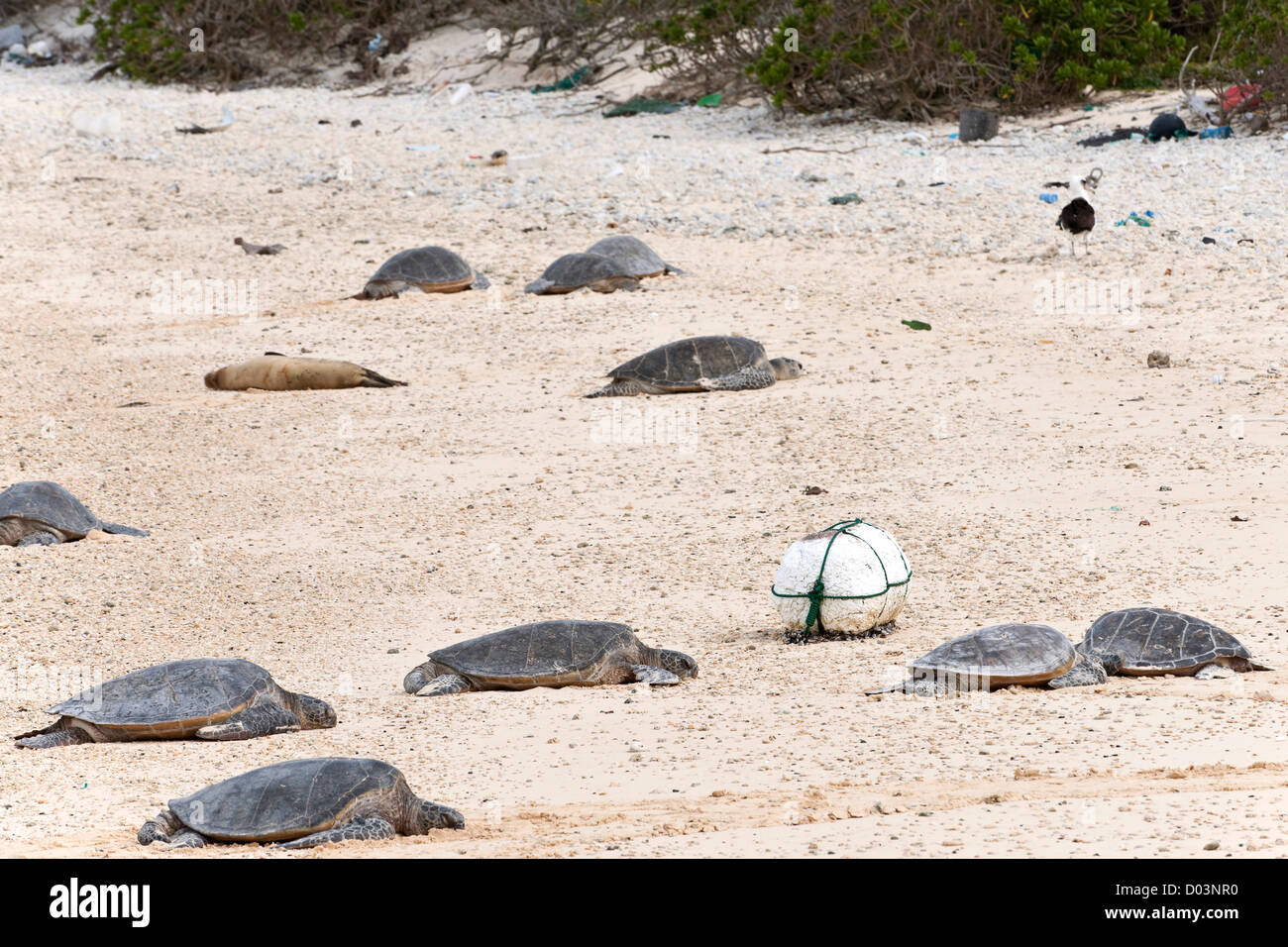 Hawaiian Tortue verte (Chelonia mydas) reposant sur plage parmi des débris de plastique venant du Pacifique Nord. Banque D'Images