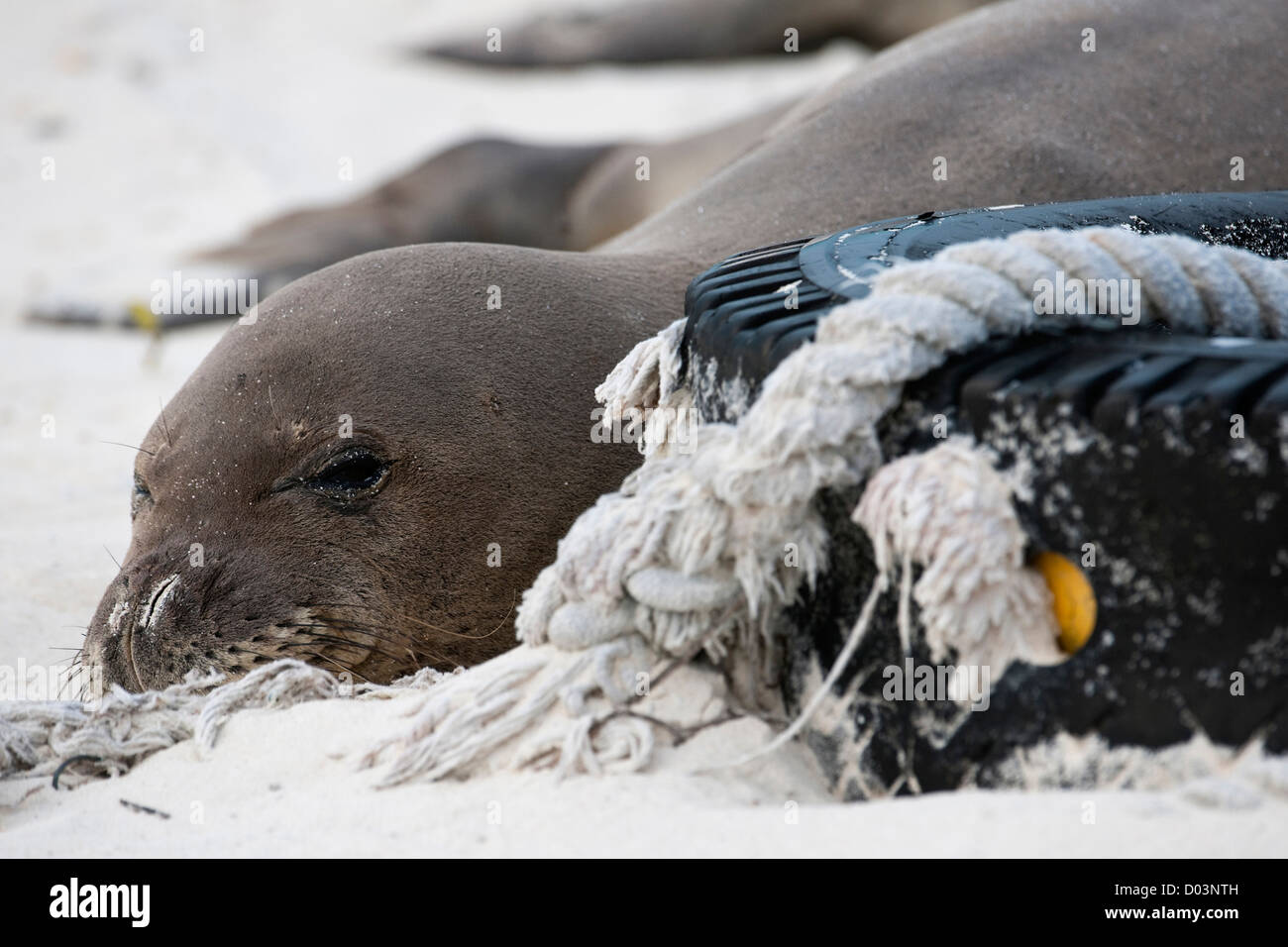 Hawaiian Phoque moine (Monachus schauinslandi) reposant parmi des débris de plastique. Banque D'Images